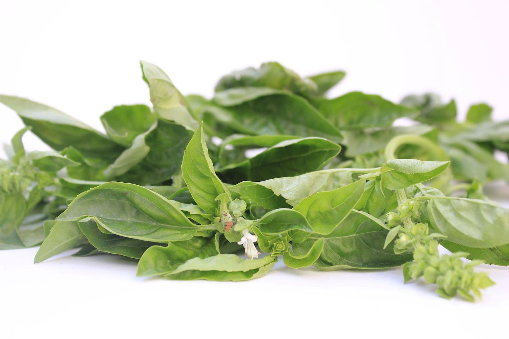 Basil Pesto on Galette — 4