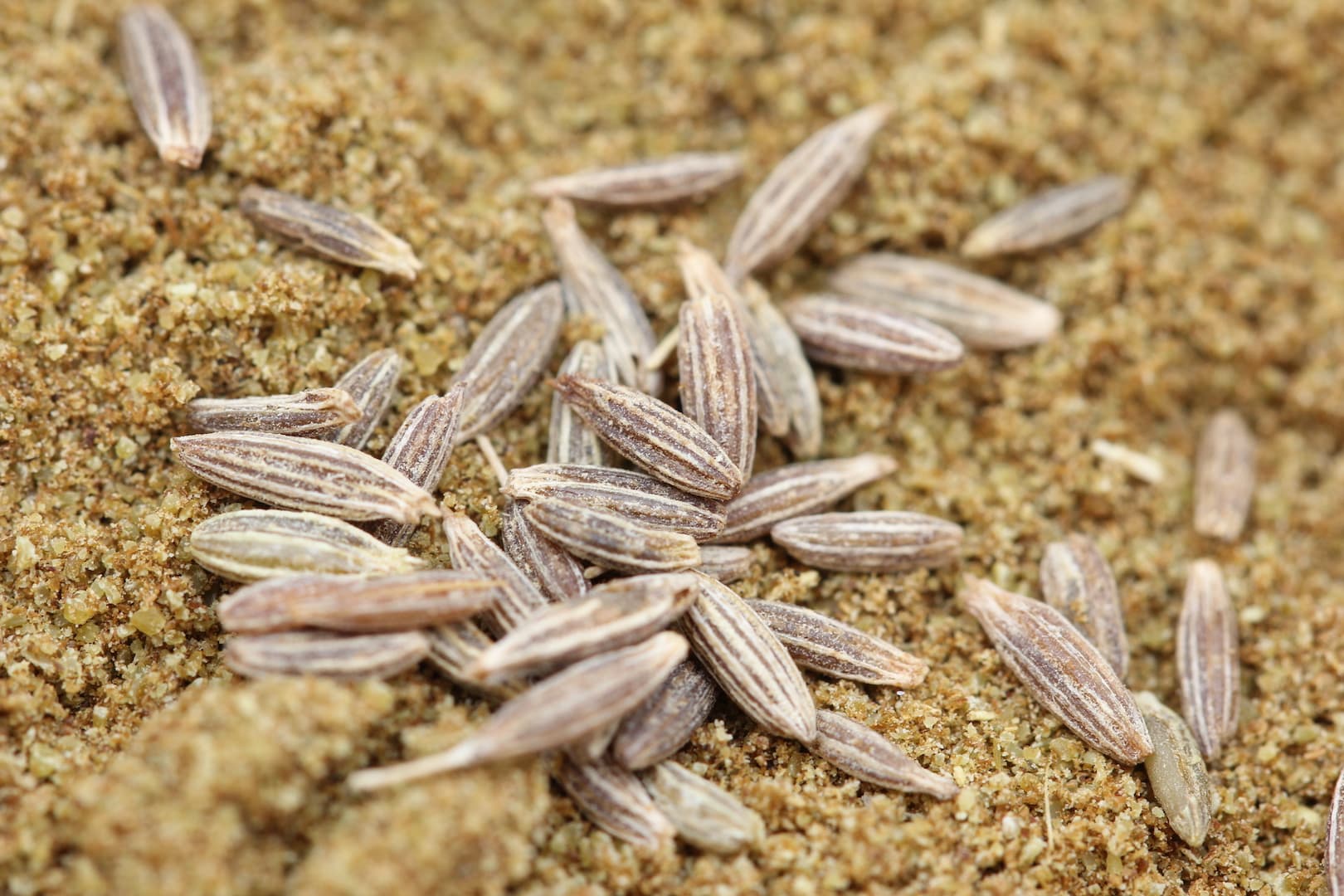Cumin Spice Blend — Aromatic Foundation for Conscious Cooking — 2