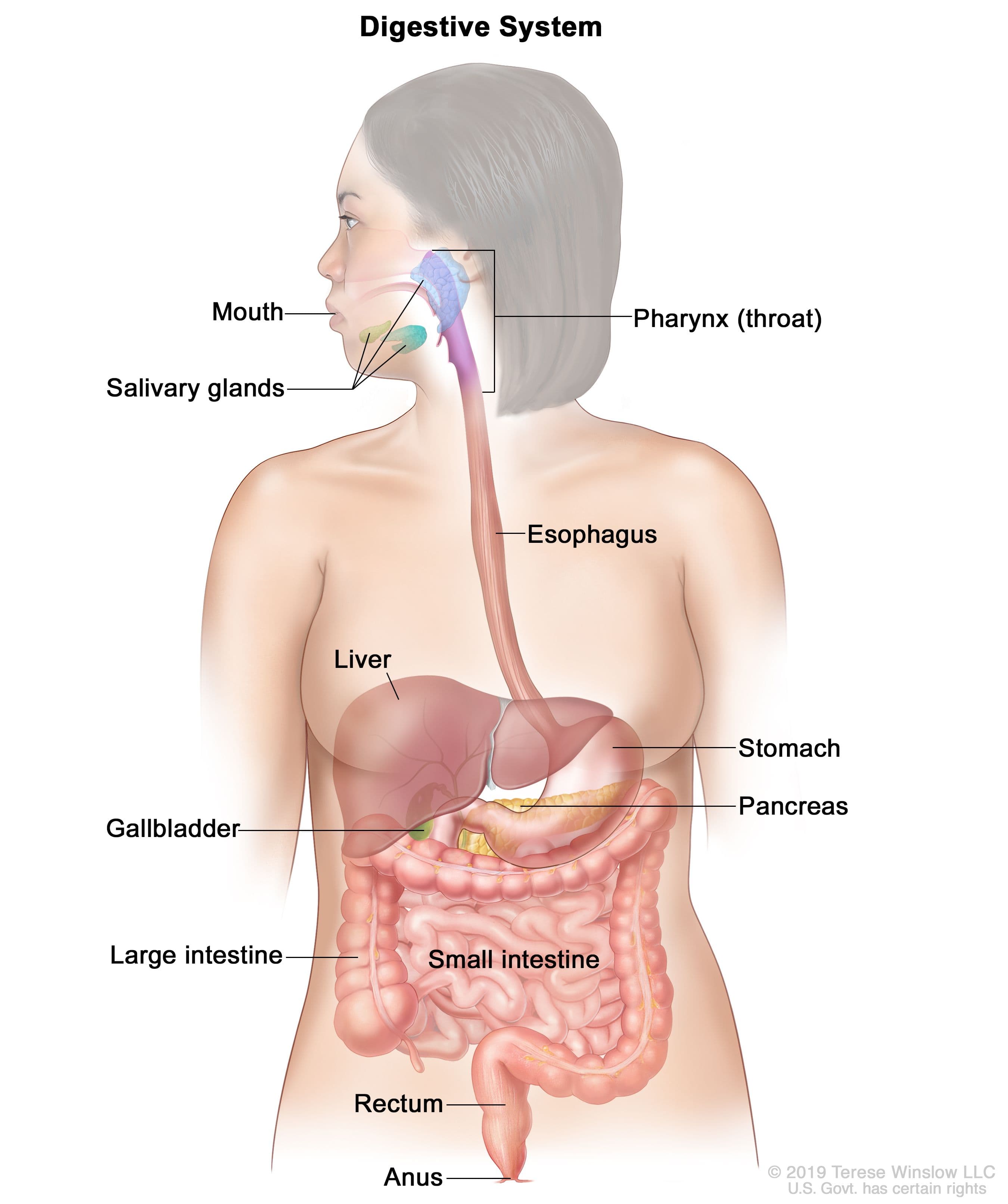 Disgestive system 