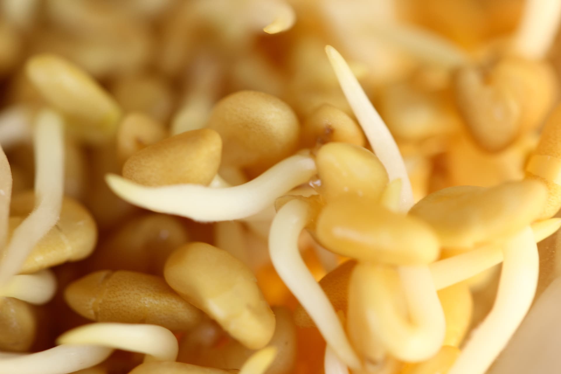 Fenugreek 4