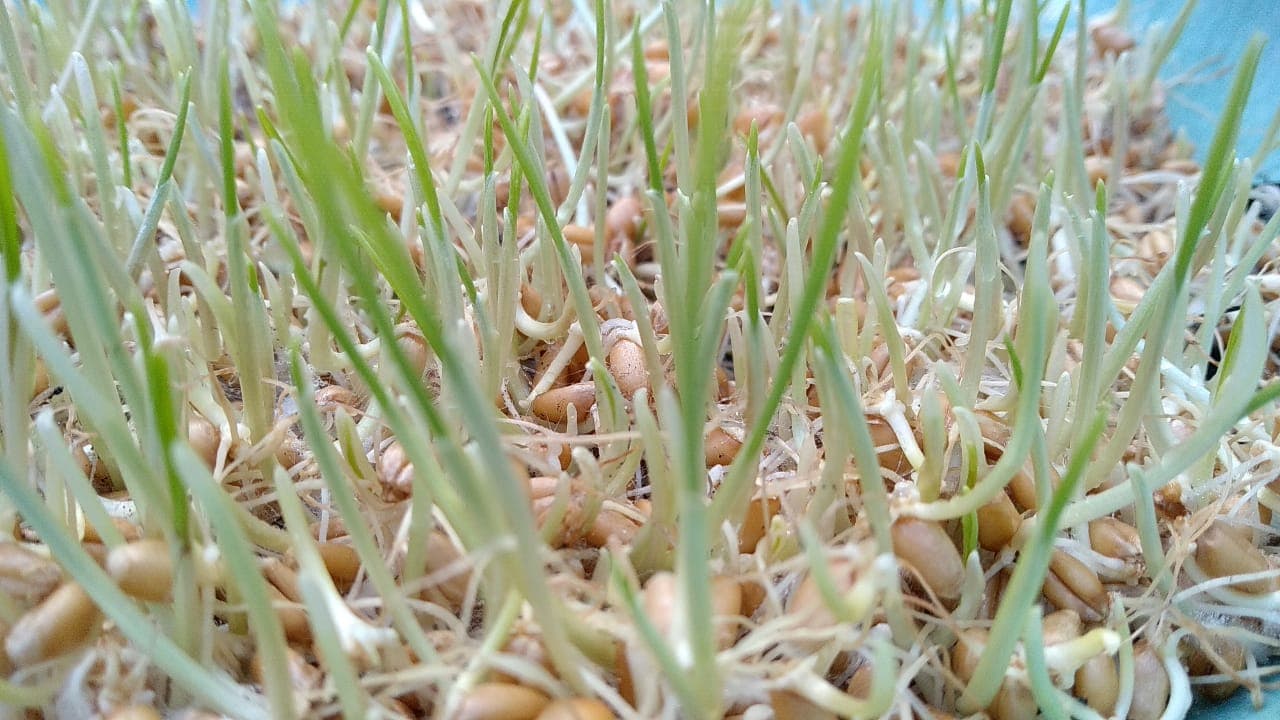 Wheat sprouts 4