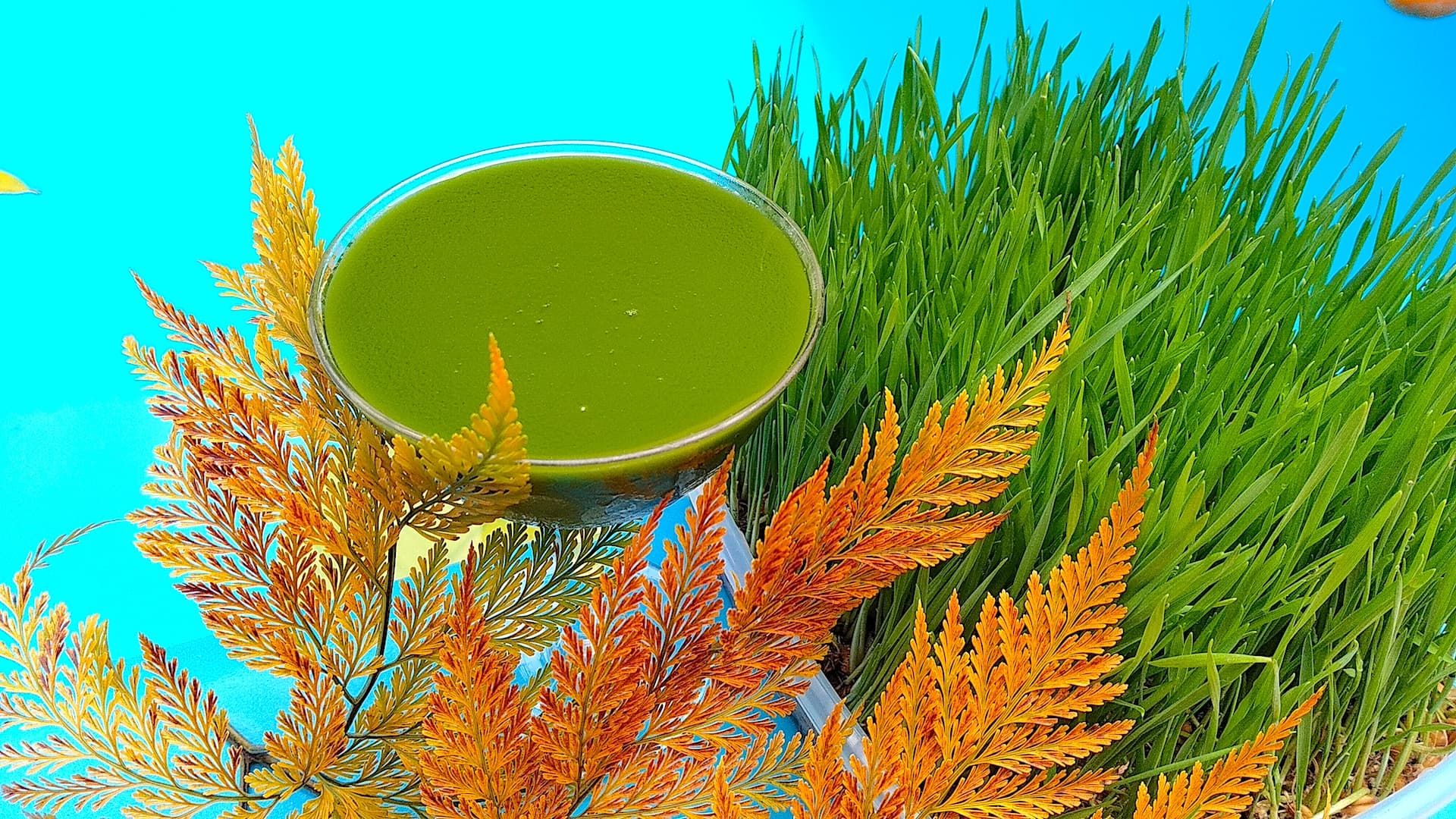 Wheatgrass 1