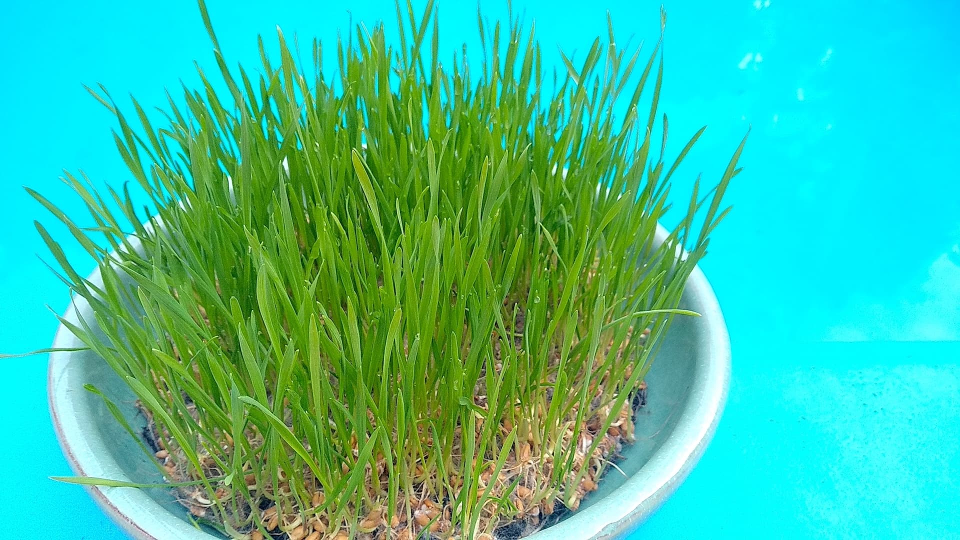 Wheatgrass 3