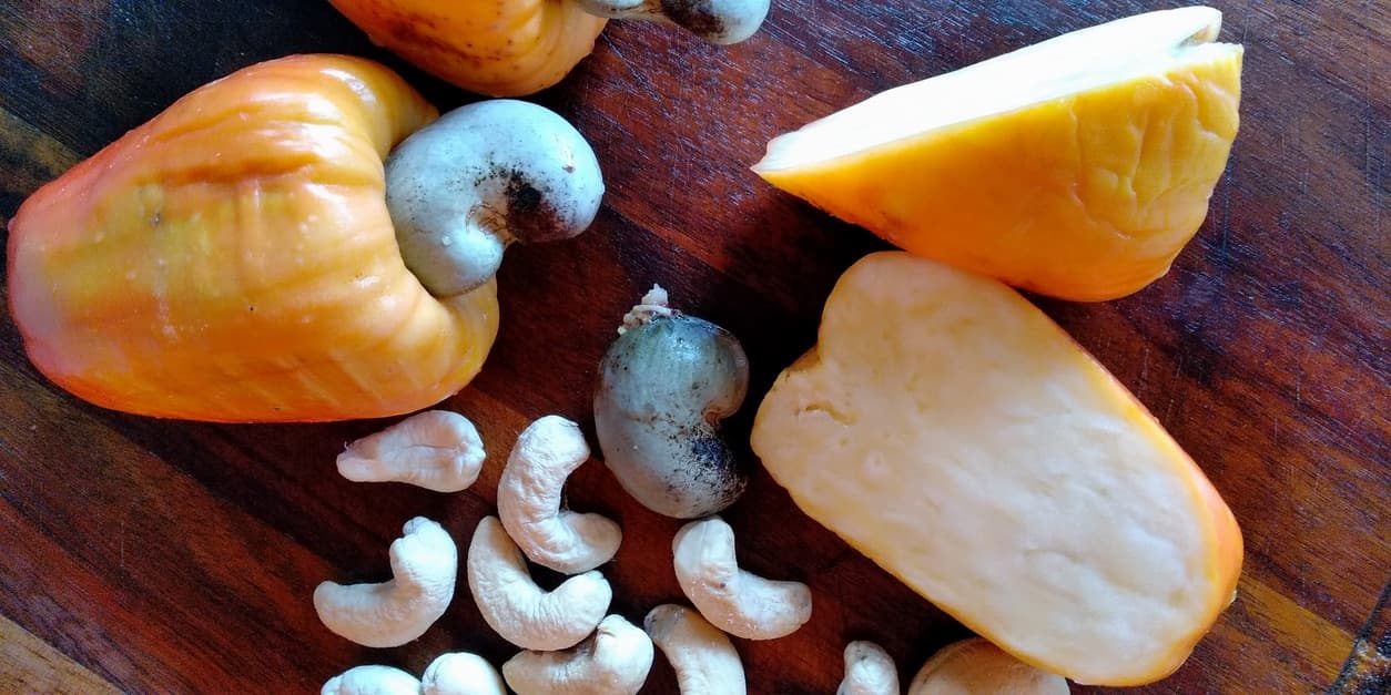 cashew fruit 14