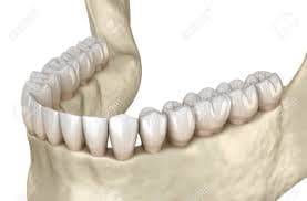 human jaw 2