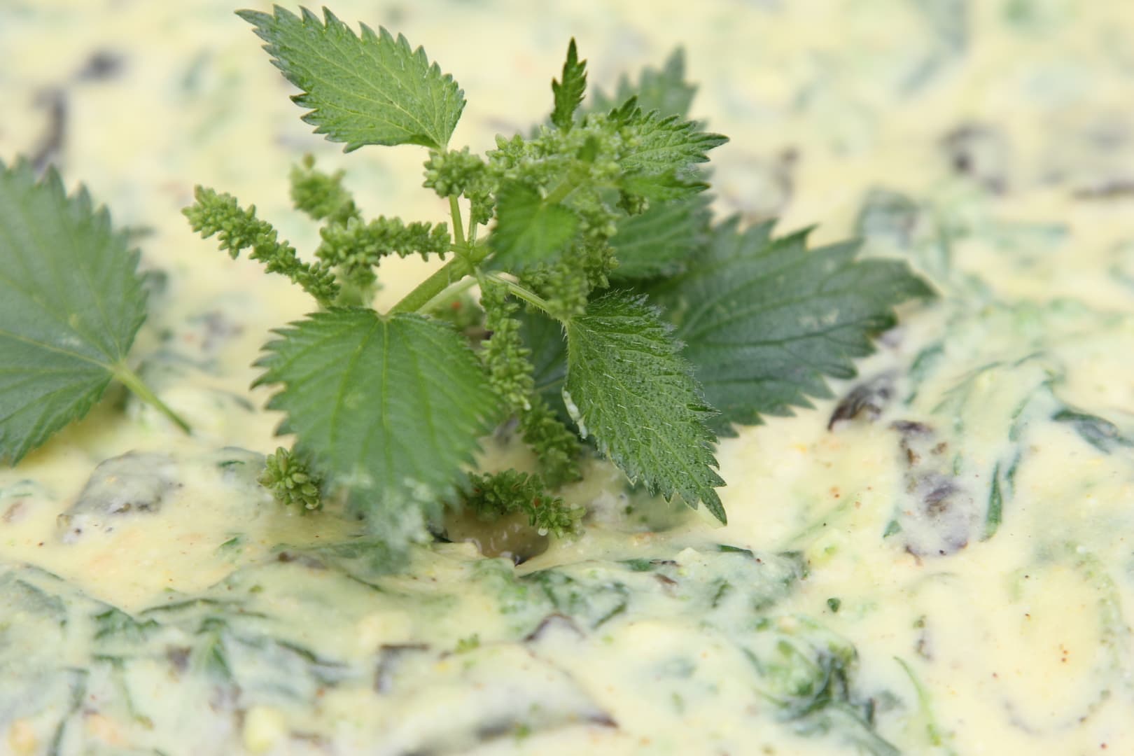 Bacalhau Com Nata (Vegetarian Codfish with Nettle) — 27