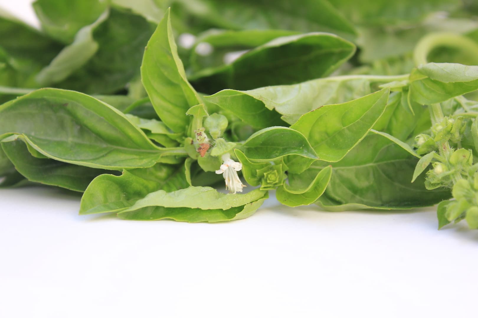 Basil Dressed Cucumber Noodles — 8
