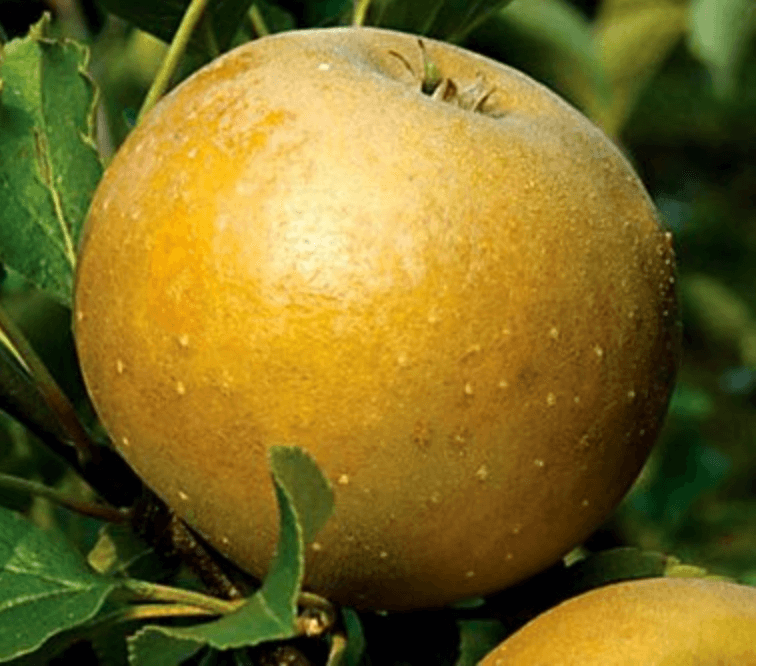 Screen Shot 2020 08 12 at 14.41.26