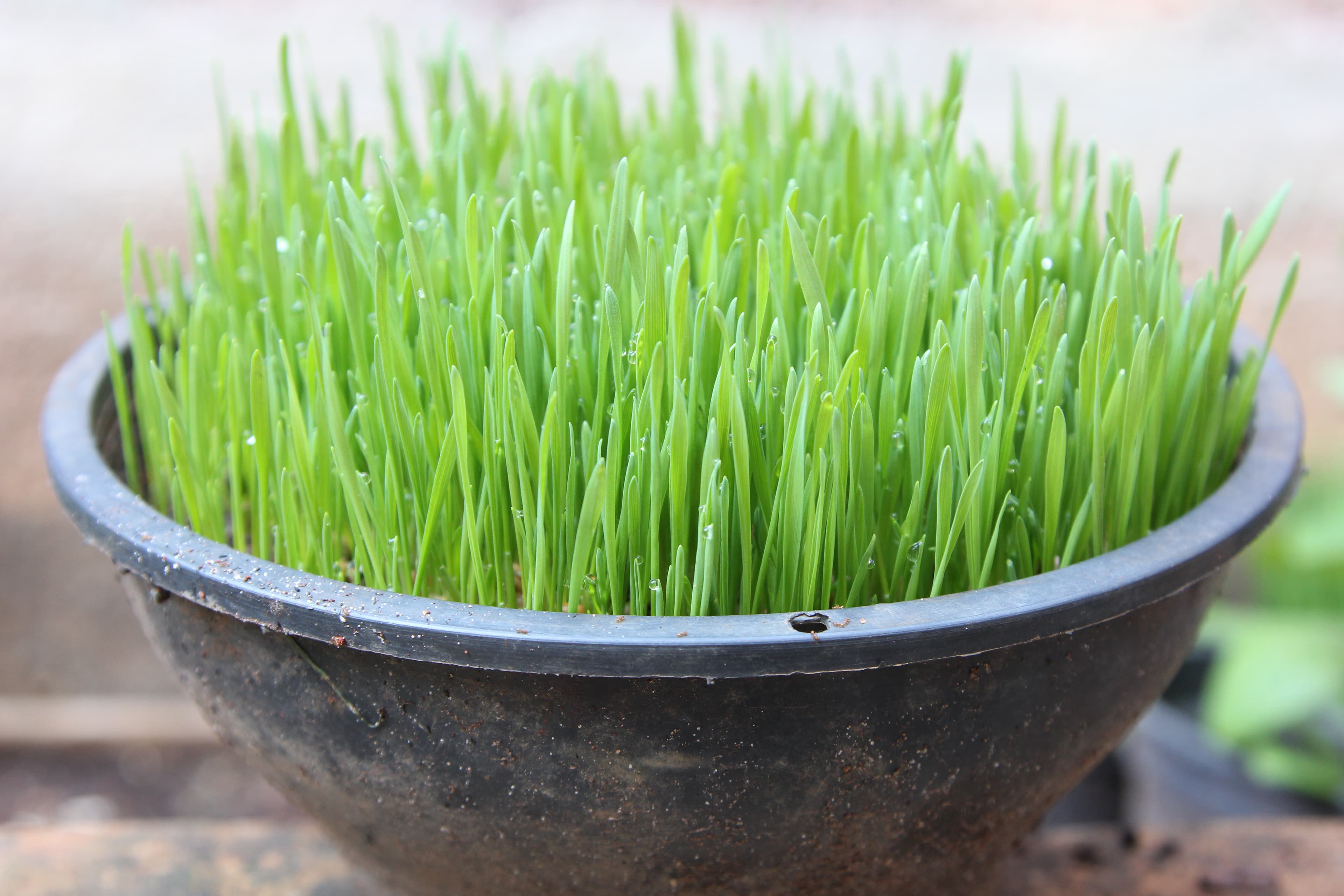 Sprouting wheat grass