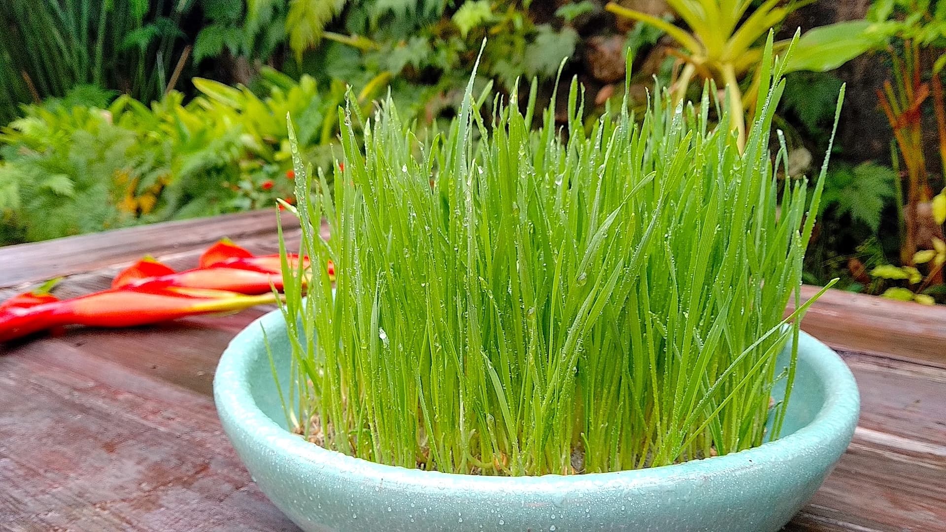 Wheatgrass 8